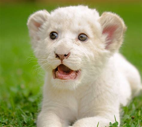 facts about baby lions